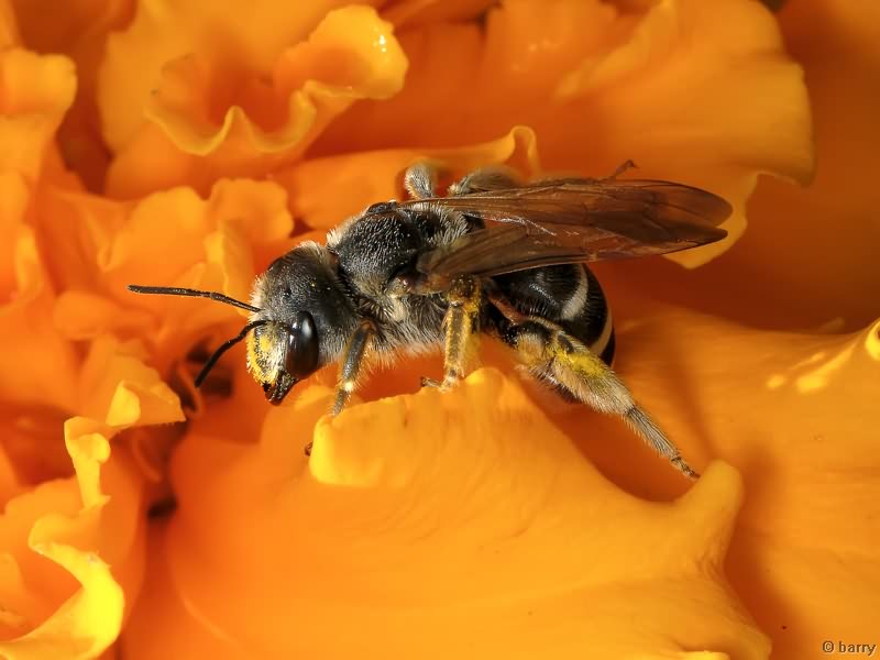 Andrena flavipes Panzer, 1798
